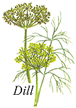 
Herb: Dill.
